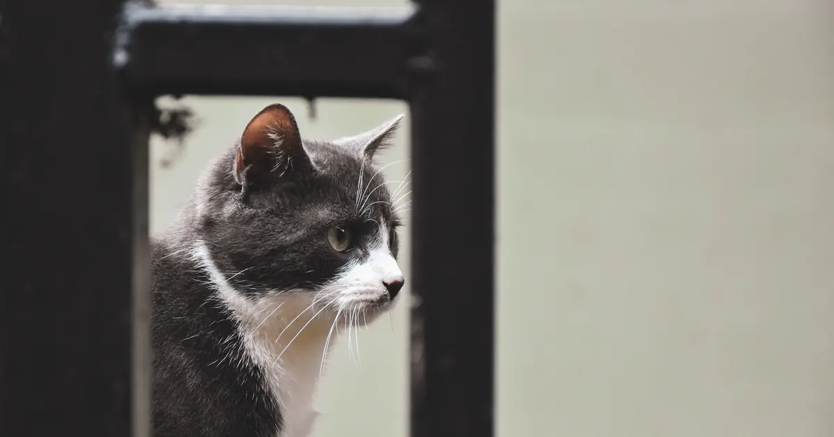 a curious cat looking at a small animal