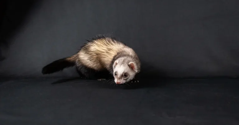 do cats and ferrets get along