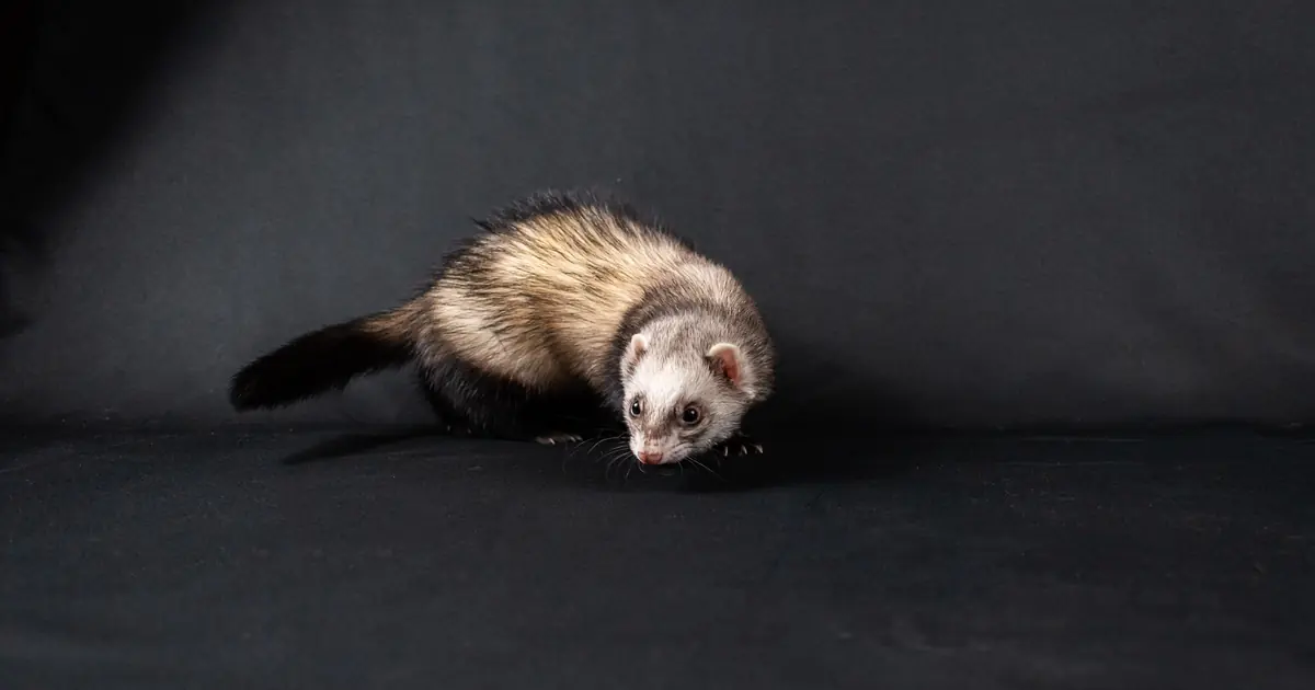 do cats and ferrets get along