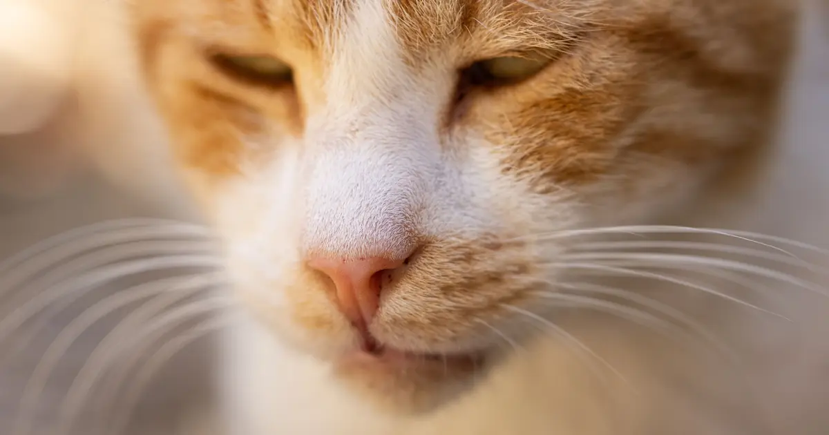 close-up of a cat's mouth