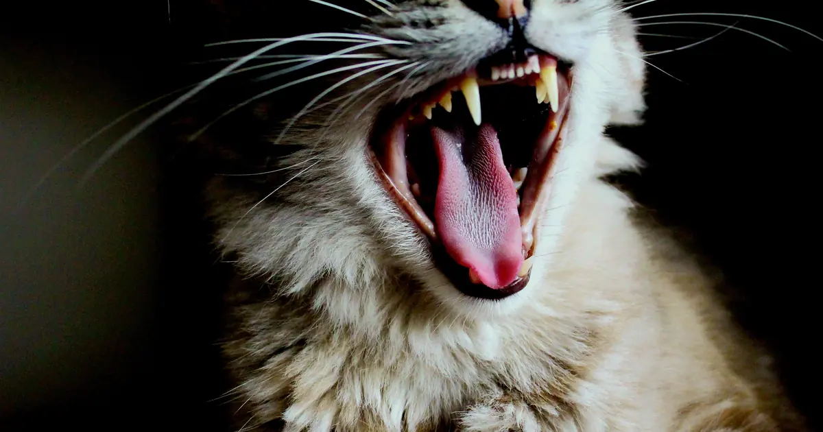 do cats have lips