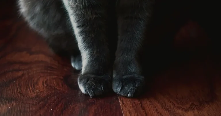 do cats have whiskers on their legs