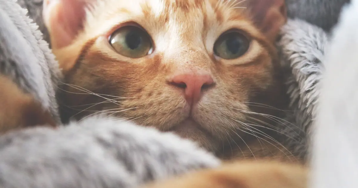 a cat snuggled in a soft blanket