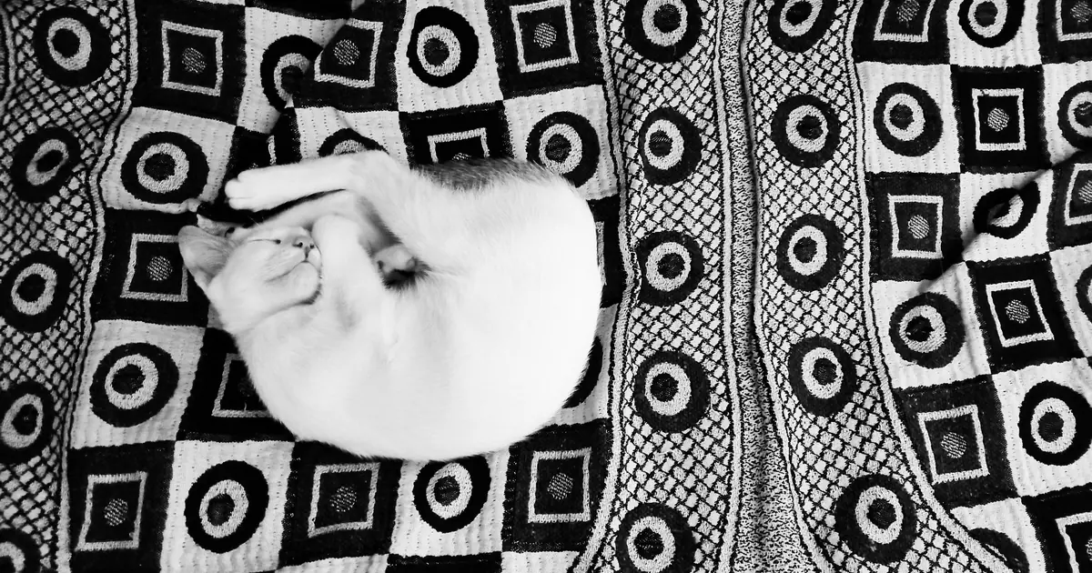 do cats like blankets