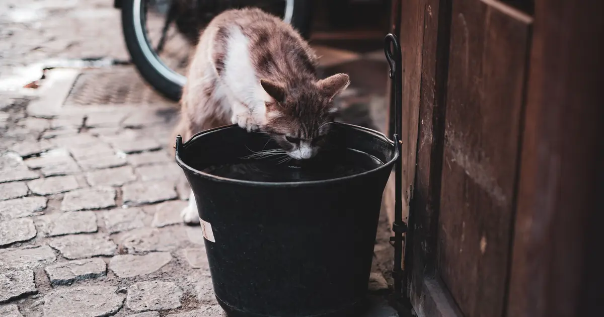 do cats like cold water
