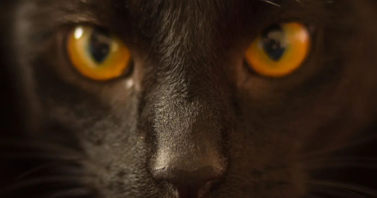 cat's eyes glowing in low light