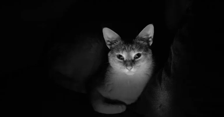 do cats like the dark