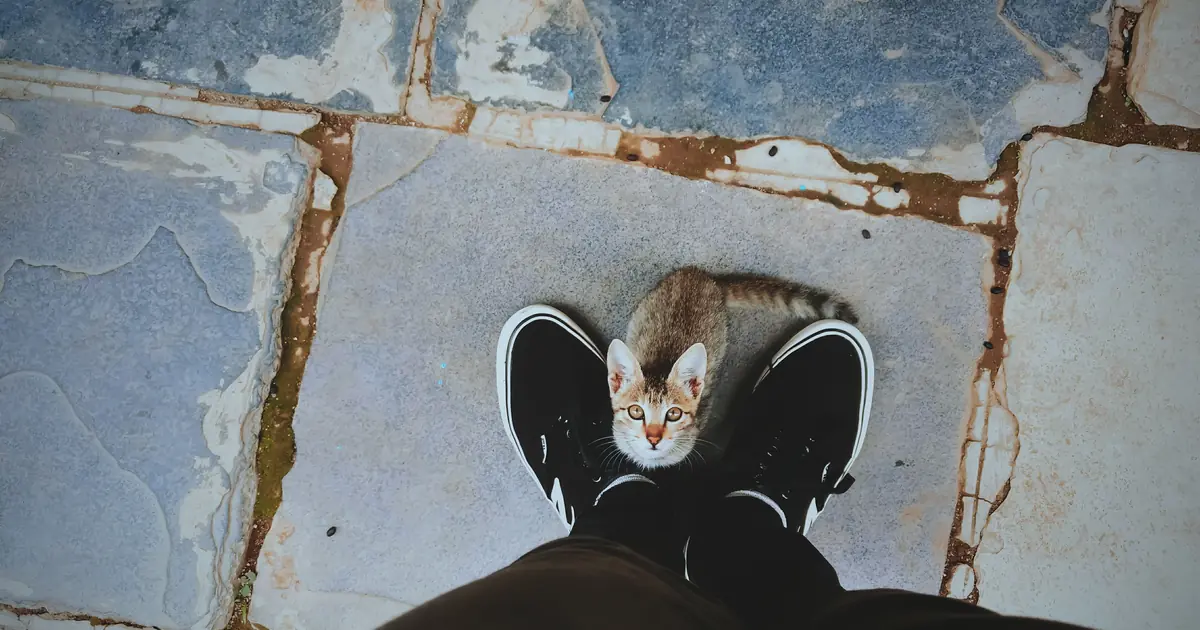 a cat gazing at a person