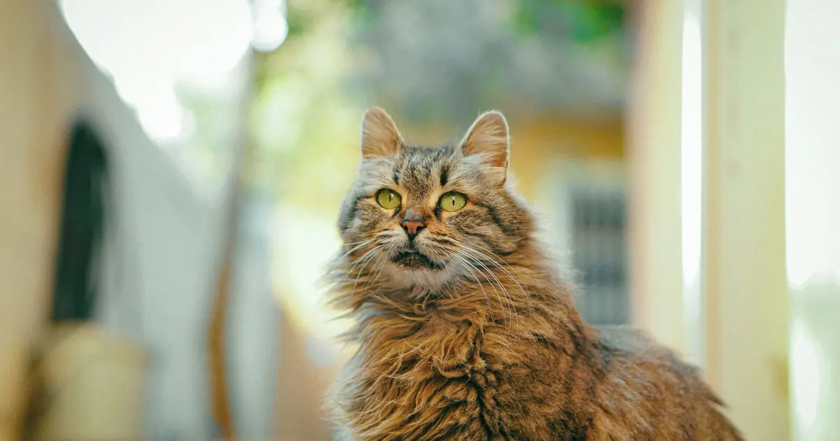 do cats recognize faces