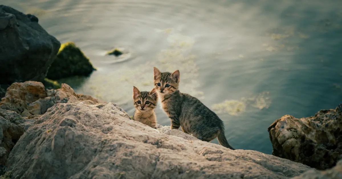 a young kitten near water