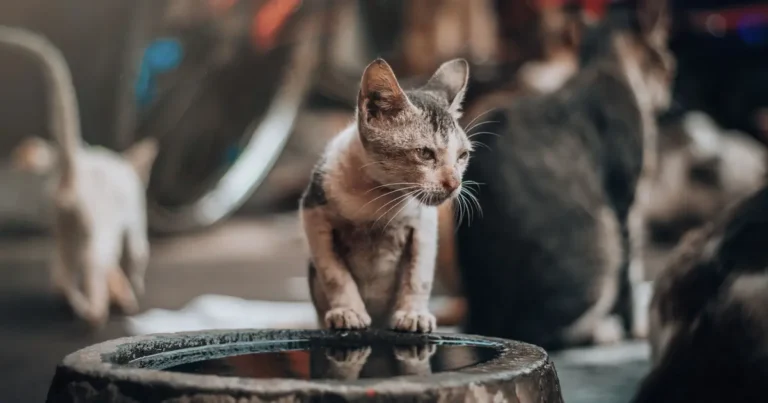 do kittens drink water