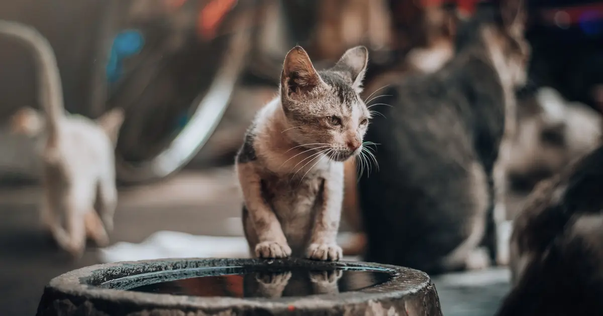 do kittens drink water