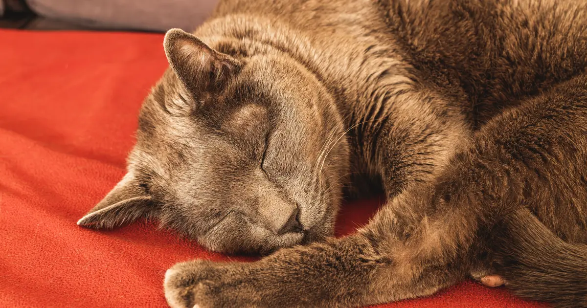 cats purr to release endorphins that self-soothe, even near the end