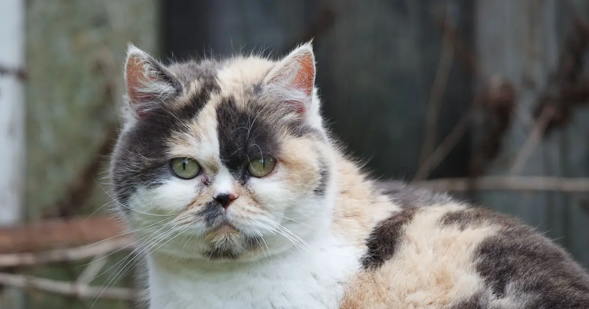 flat-faced breeds like Persians blep more often
