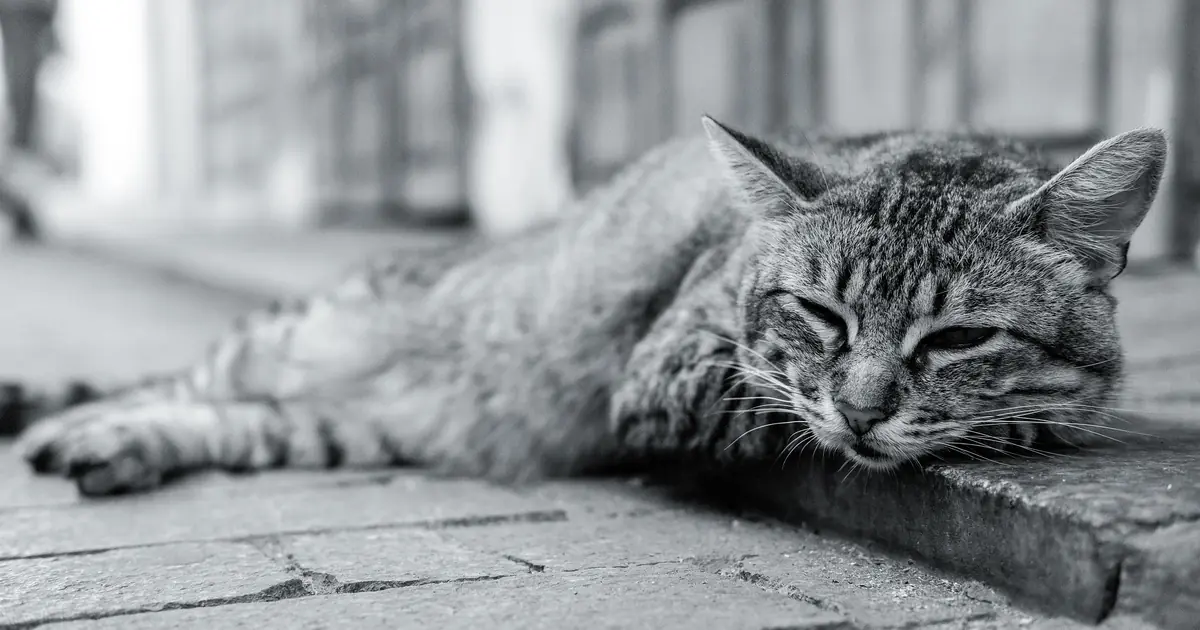 hiding, appetite loss, and weakness are common signs a cat is dying