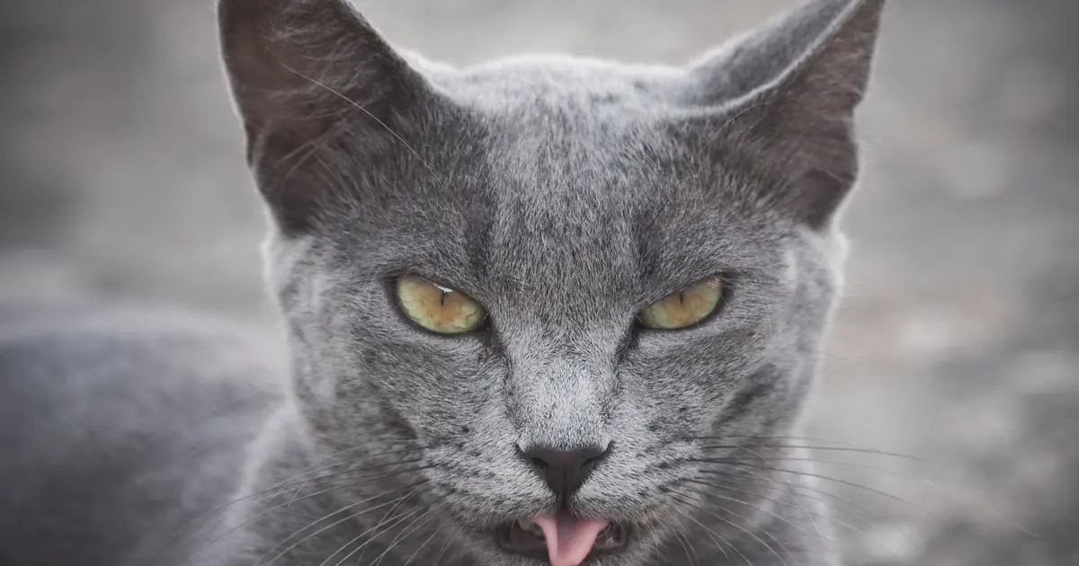 a punny name suits a cat with personality