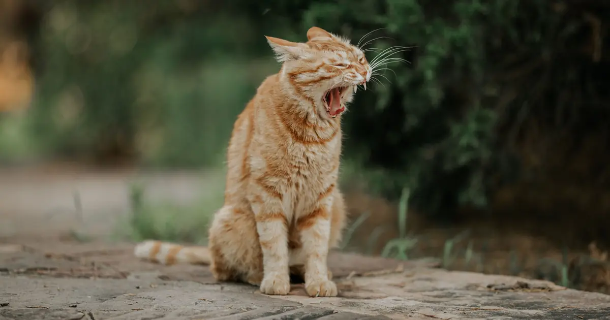 orange cats often act bold and goofy but aren't less smart