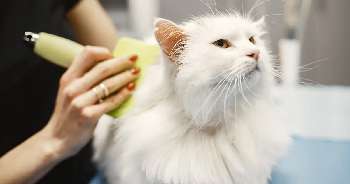brushing a cat to remove flakes and spread skin oils