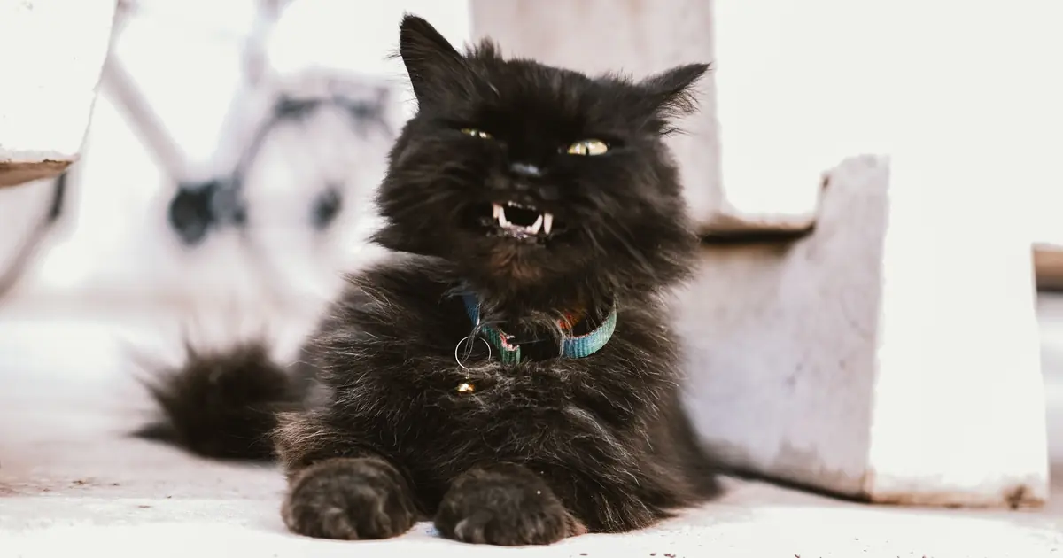 a growling cat warning you to back off