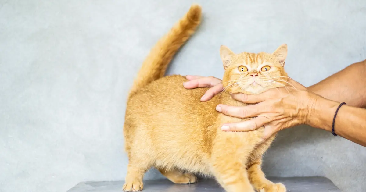 offering a low, relaxed hand invites a cat to approach