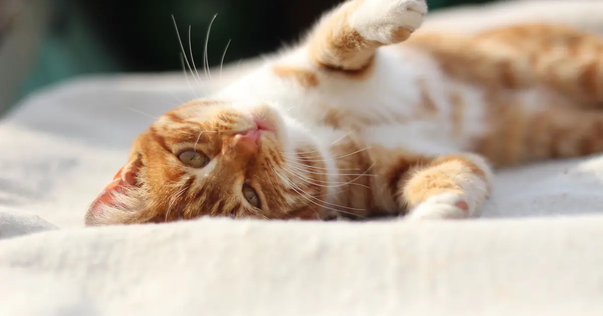 cats show joy through body language, not laughter
