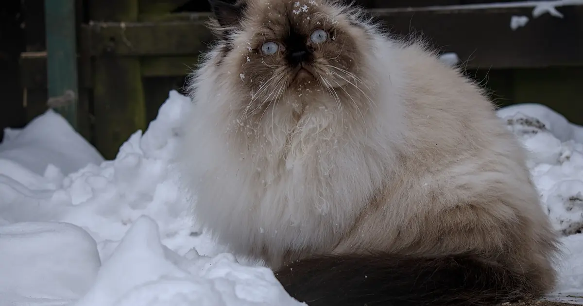 Himalayan prices vary by pedigree, color, and breeder
