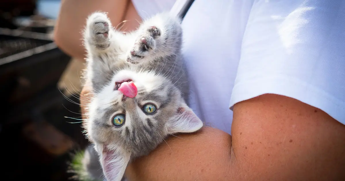 gently handling a kitten to check its gender