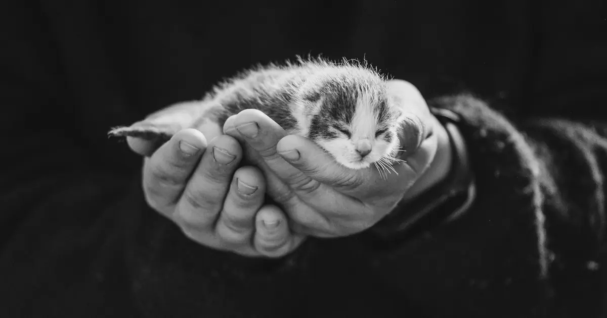 handle newborn kittens gently and only when needed
