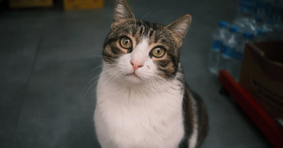 cat sitting among pet supplies