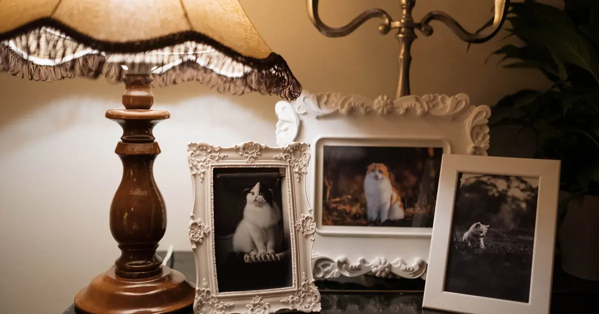 cat standing by furniture