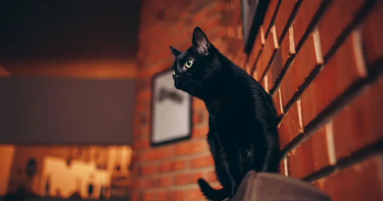 how to get a cat to stop spraying