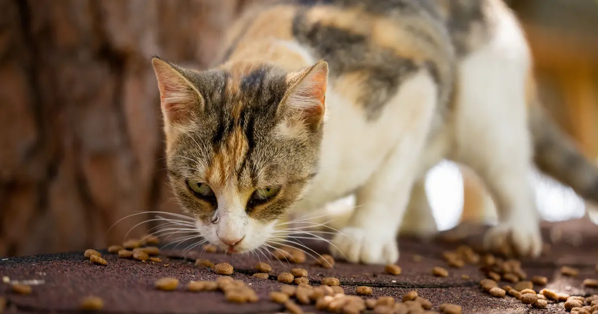 is friskies good for cats