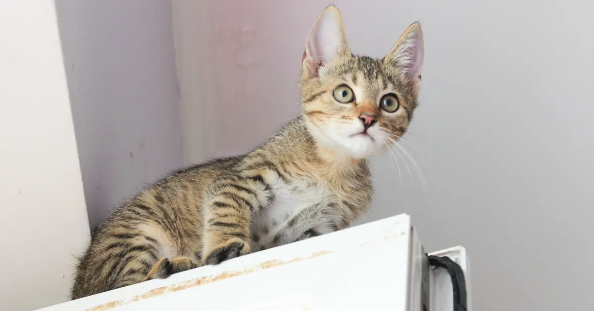 a cute, kawaii-style kitten