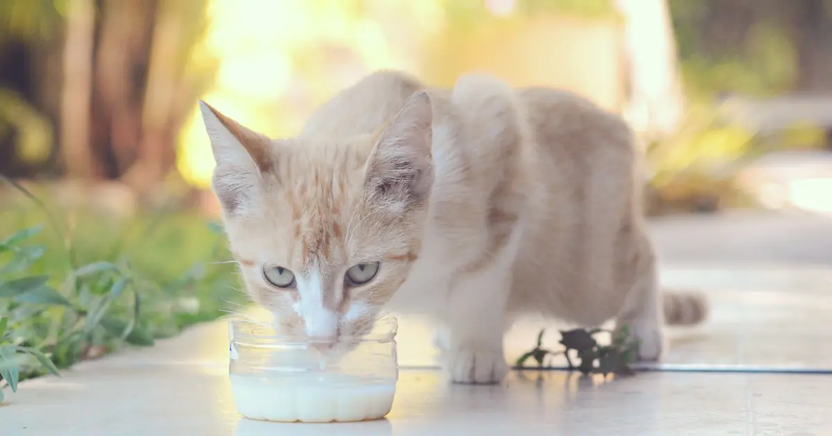cow's or human milk can give kittens dangerous diarrhea
