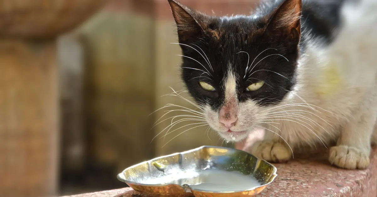 kittens start drinking water around 4 weeks as they wean