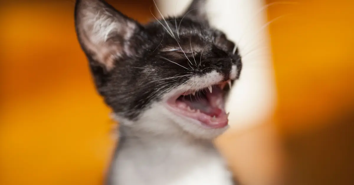 healthy kitten breath is fairly neutral, not foul