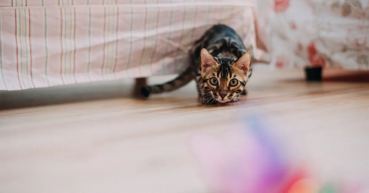 the wiggle helps a cat aim its pounce accurately
