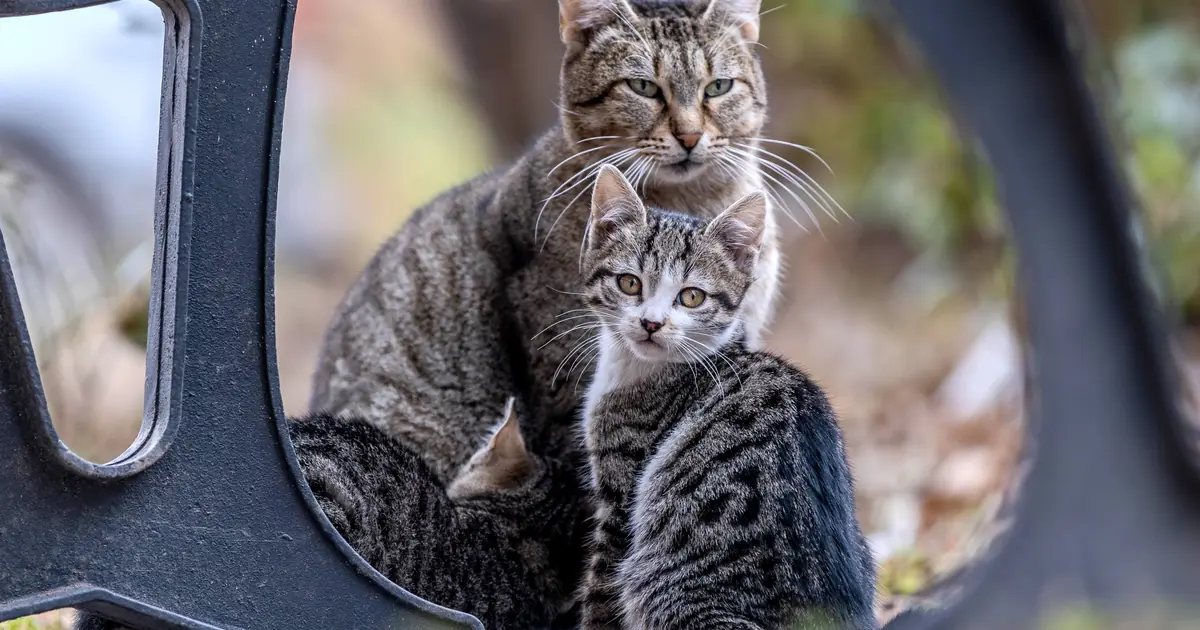 extra weeks with mom teach kittens vital social skills