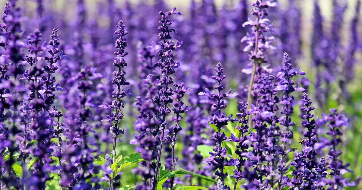 lavender is toxic to cats as a plant, oil, and diffuser