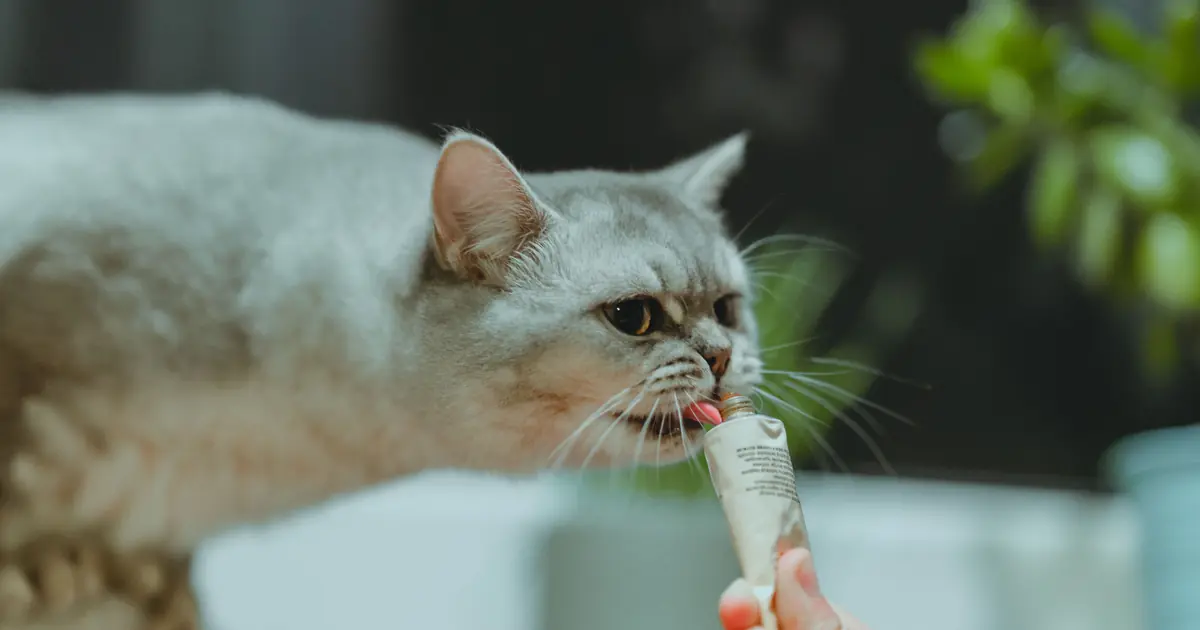 cat licking a treat from a hand