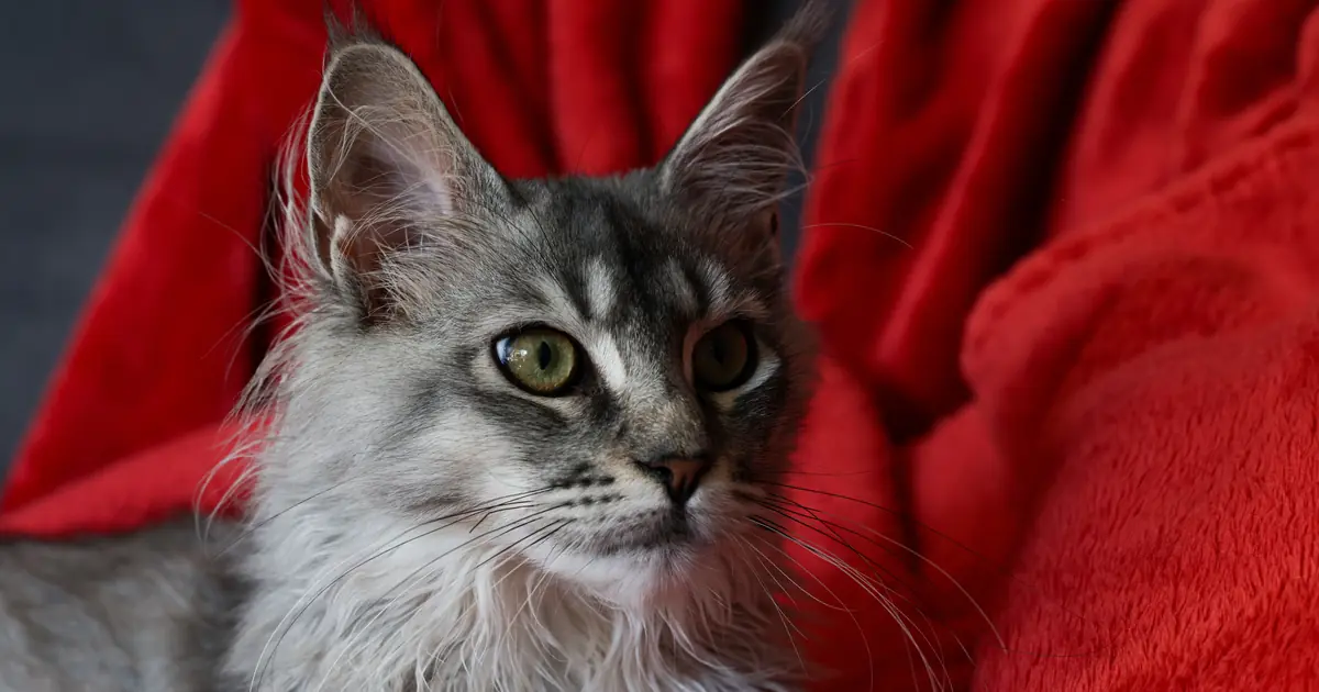 a Maine Coon, a large breed that lives about 10 to 15 years