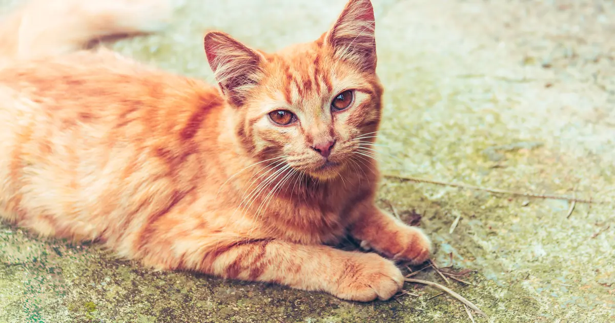 a neutered male can stay fertile for a few weeks after surgery