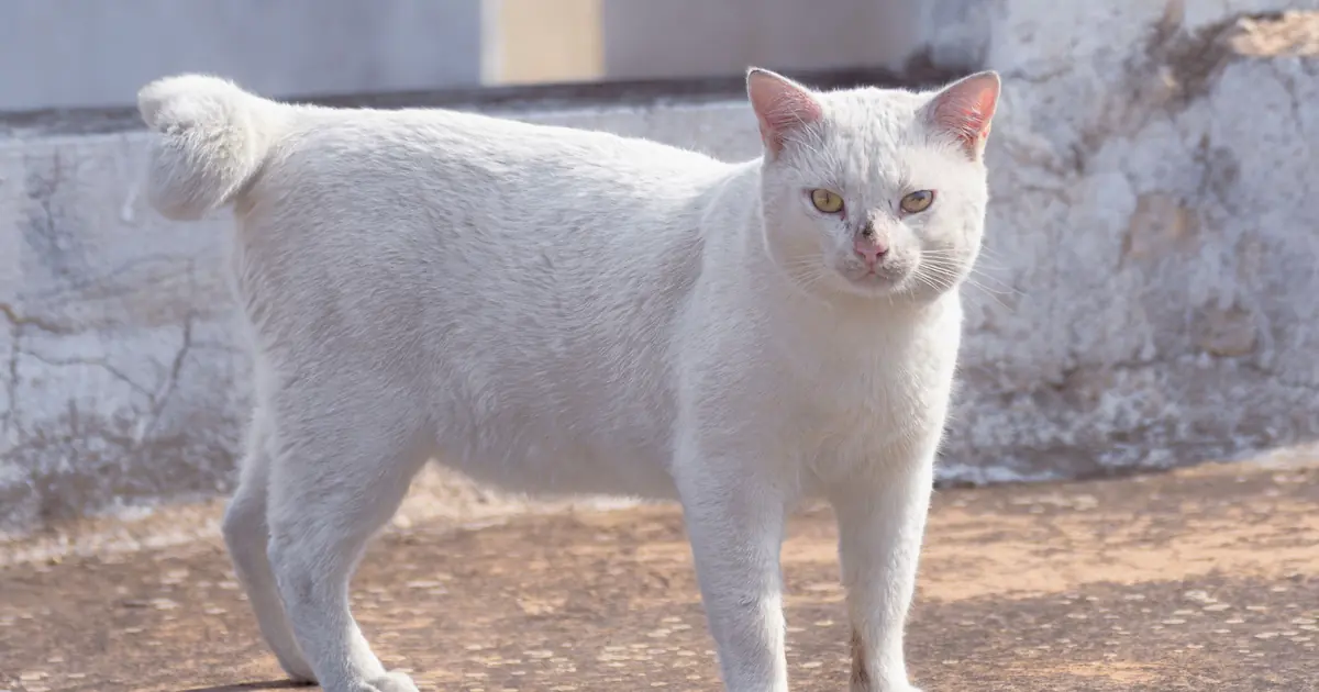 breeds like the Manx are naturally born with short or no tails