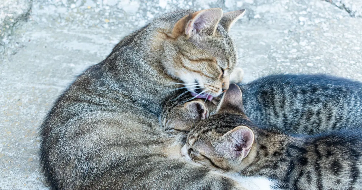 a mother cat grooming her kitten