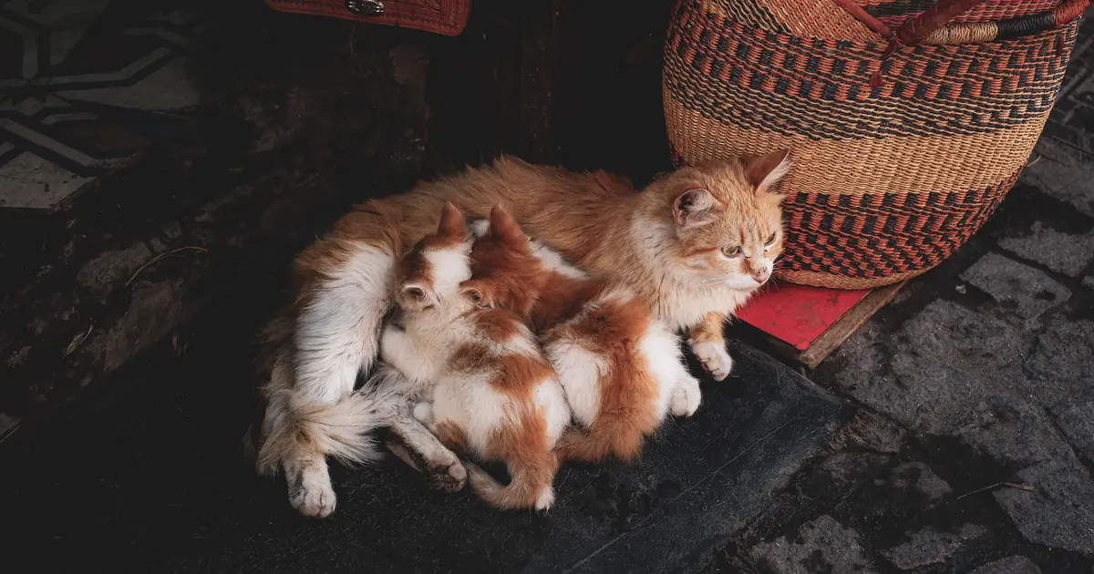 a young mother cat with a litter; cats can breed as early as 4 months