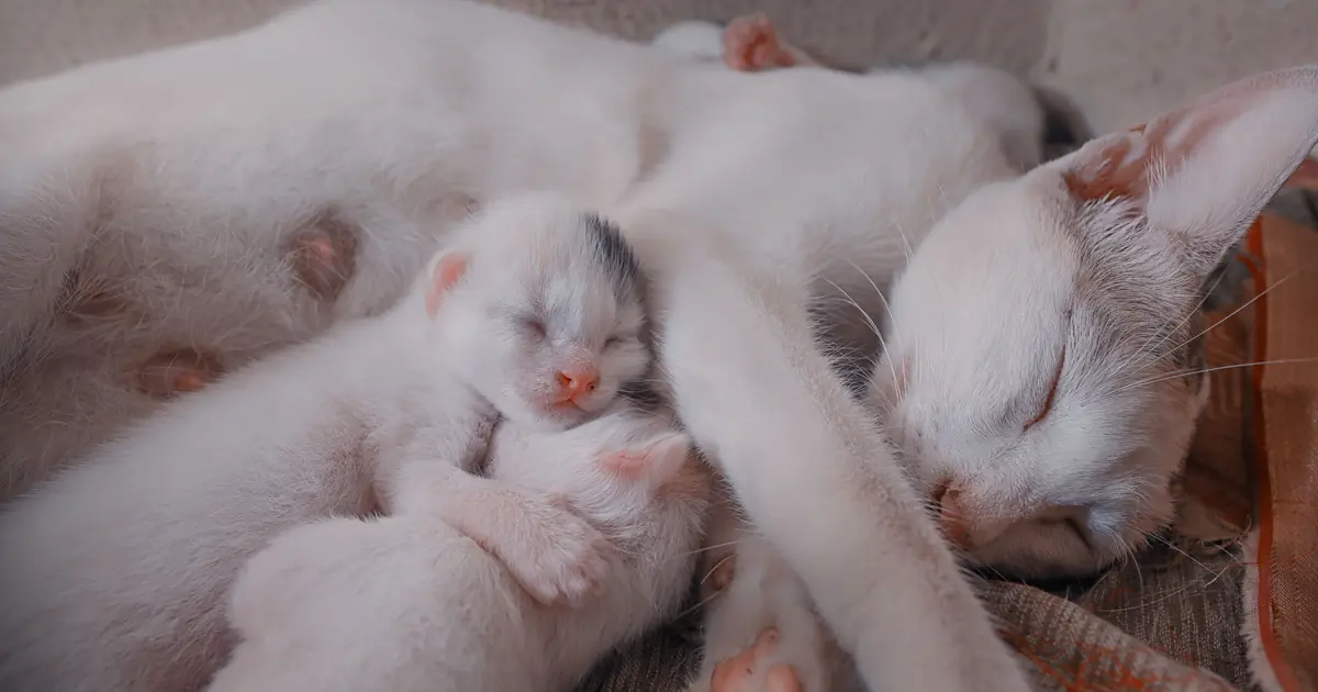 a mother cat resting with her newborn kittens after birth
