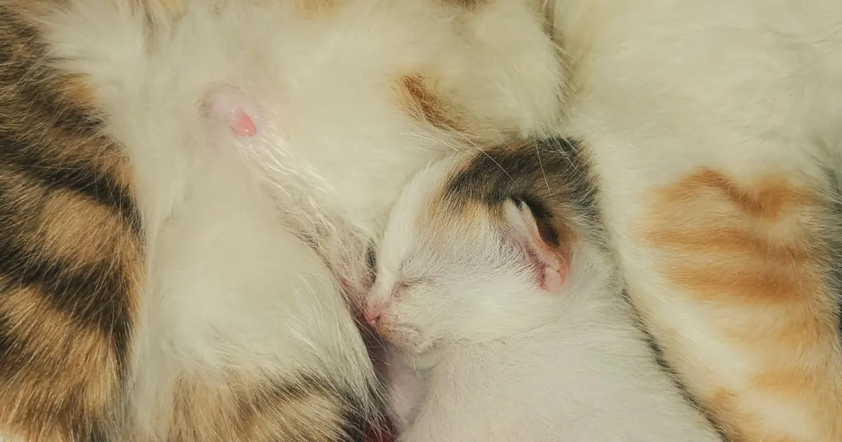 kittens often get roundworms through their mother's milk