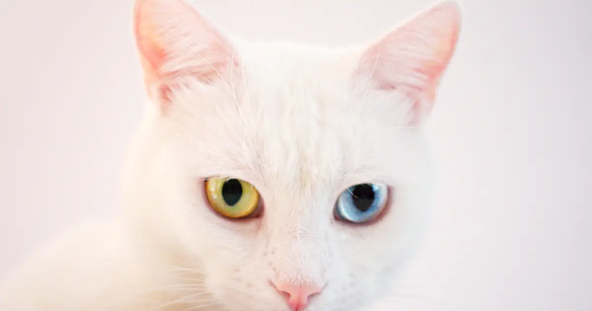 an odd-eyed cat has two different-colored eyes