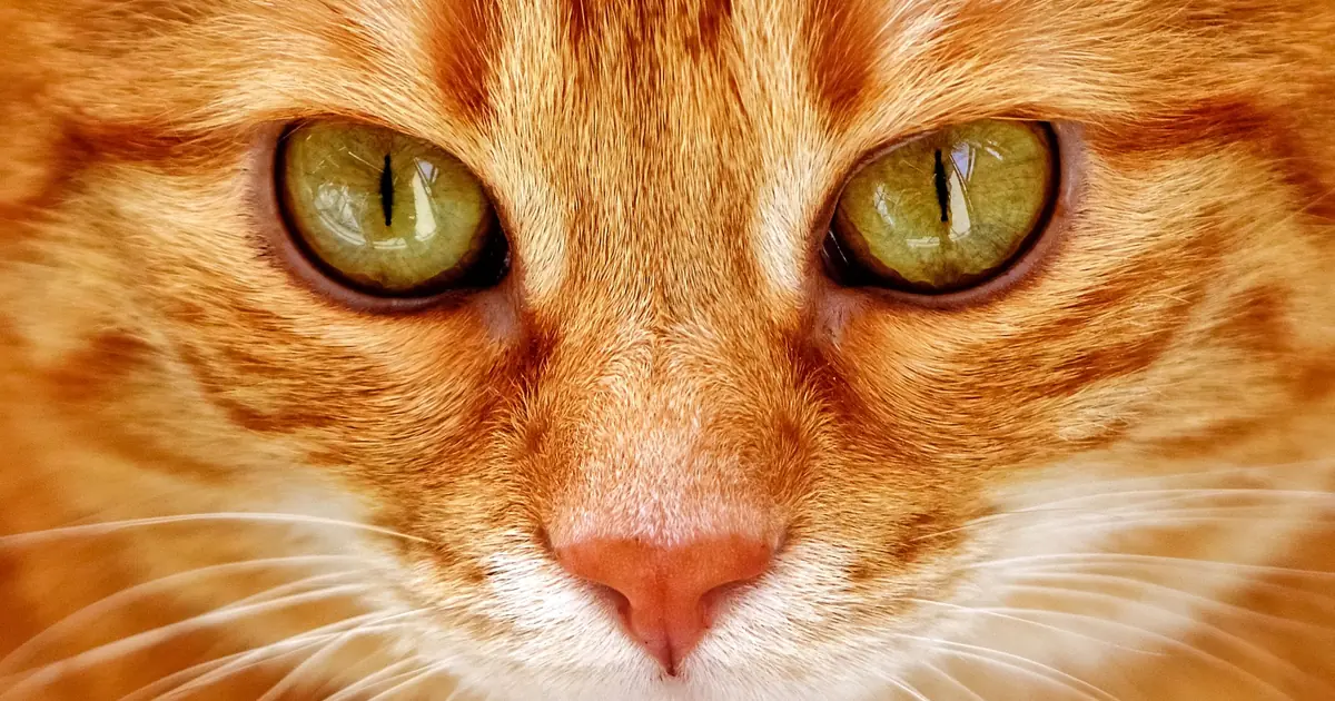 coat color doesn't cause aggression; orange cats aren't more aggressive