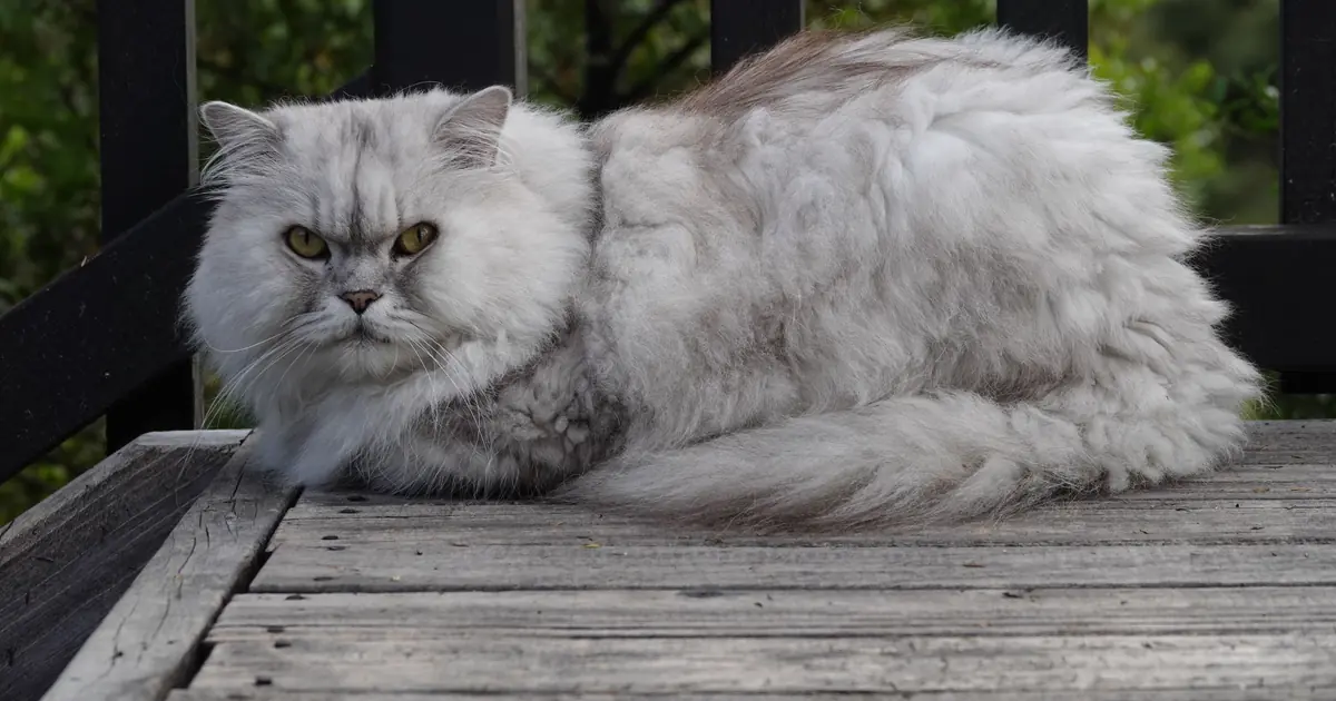 the Persian's long double coat sheds heavily